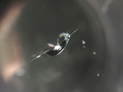 ベンツ C200 AMG フロントガラス 修理