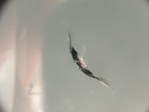 ハイエース　飛び石　フロントガラス　修理