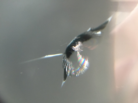 アクア　フロントガラス　修理　飛び石　ウインドリペア