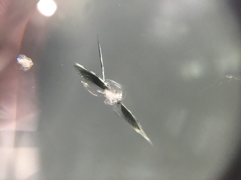 ステップワゴン フロントガラス 飛び石 修理