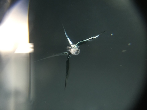 デリカD5 フロントガラス 修理 ウインドリペア