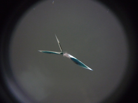 フロントガラス　飛び石　ウインドリペア