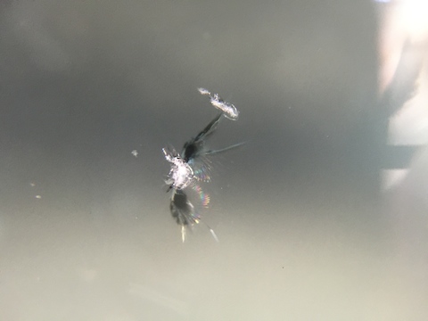 フェアレディZ　フロントガラス　飛び石　修理