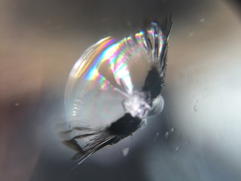 4tトラック　飛び石　修理　フロントガラス