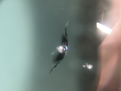 ストリーム　ウインドリペア　飛び石　フロントガラス