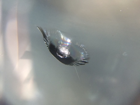 フォレスター　フロントガラス　修理　飛び石