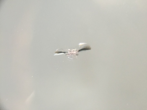 ワゴンR　フロントガラス　修理　飛び石　ウインドリペア