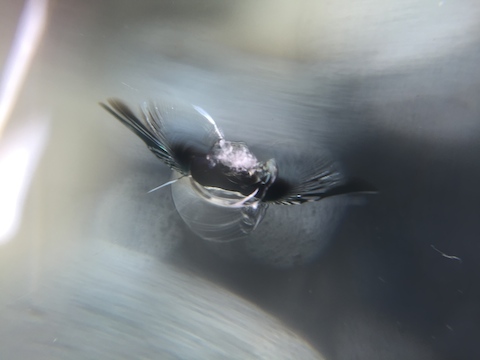 VOLVO V60　フロントガラス　飛び石　修理　ウインドリペア