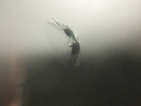 BMW 116i　フロントガラス　修理　ウインドリペア