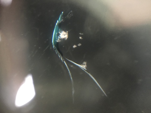 プリウス　フロントガラス　飛び石　修理　ウインドリペア