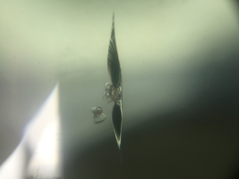 キャンター　フロントガラス　飛び石　修理　ウインドリペア