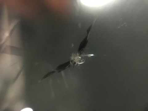 ジムニー　フロントガラス　飛び石　修理　ウインドリペア