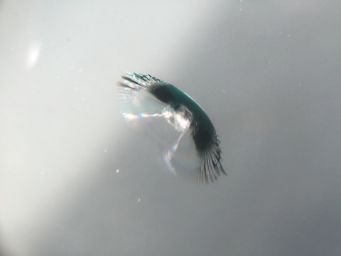 ノア　フロントガラス　飛び石　修理　ウインドリペア