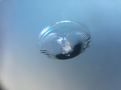 プレマシー　フロントガラス　飛び石　修理　ウインドリペア