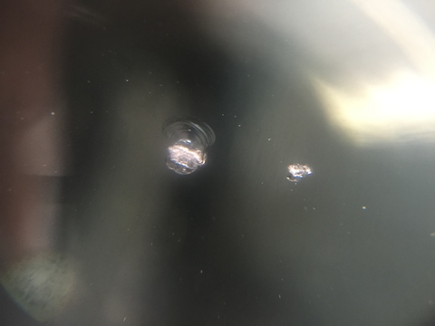 ルノー　飛び石　修理　ウインドリペア