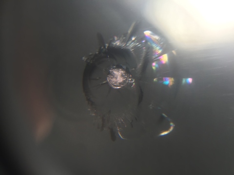 フロントガラス　飛び石　修理　ウインドリペア