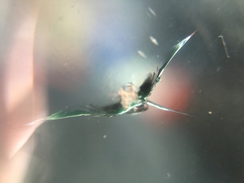 ヴォクシー　フロントガラス　飛び石　修理　ウインドリペア