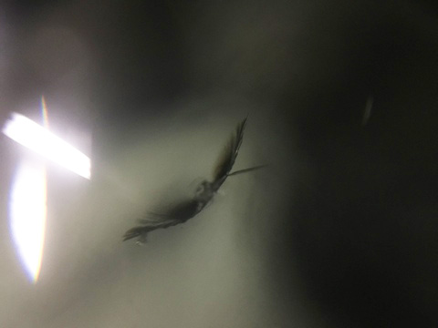 タント　フロントガラス　飛び石　修理