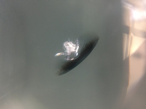 プリウス　フロントガラス　飛び石　修理