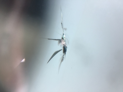 ポルテ　フロントガラス　飛び石　修理　ウインドリペア