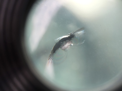 ベンツ C180 フロントガラス　飛び石　修理　ウインドリペア