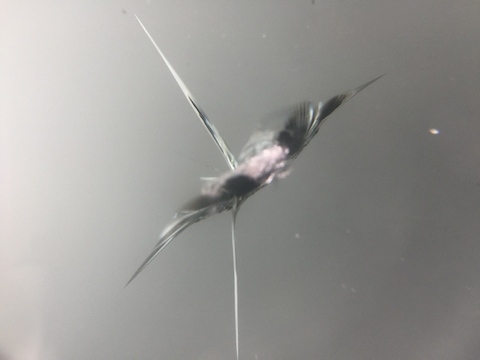 インプレッサ　フロントガラス　飛び石　修理　ウインドリペア