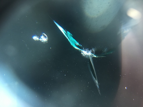 BMW 328i フロントガラス　飛び石　修理　ウインドリペア