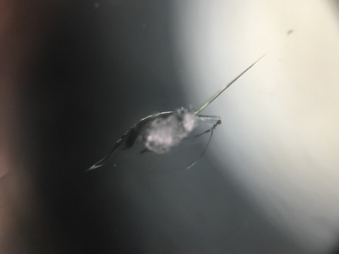 BMW X5 フロントガラス　飛び石　修理