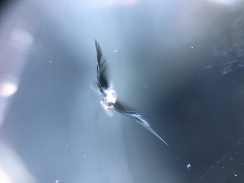 ハイエース　フロントガラス　飛び石　修理　ウインドリペア