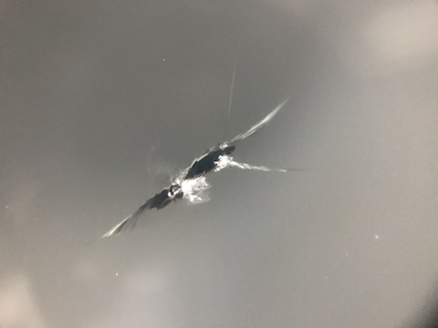 プリウス フロントガラス 飛び石 修理 ウインドリペア