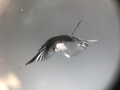 ランドクルーザー　フロントガラス　飛び石　修理　ウインドリペア