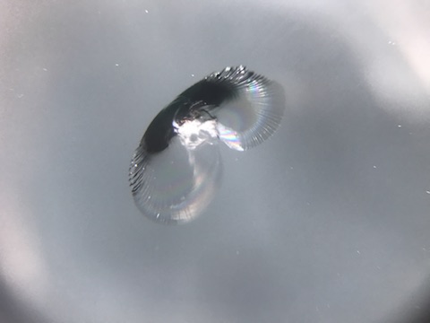 ノア フロントガラス 飛び石 修理 ウインドリペア