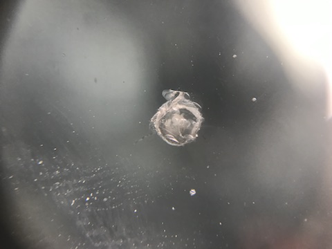 BMW　フロントガラス　飛び石　修理　ウインドリペア