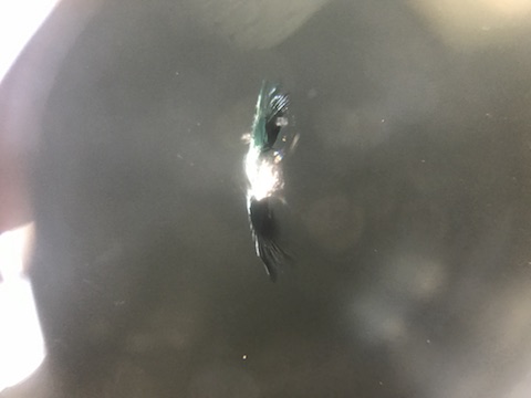 A180　フロントガラス　飛び石　修理　ウインドリペア