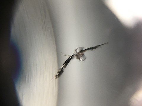 マツダ　ロードスター　ND　フロントガラス　飛び石　修理　ウインドリペア