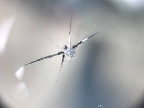 セレナ　フロントガラス　飛び石　修理　ウインドリペア