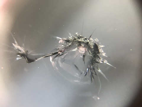 フィット　フロントガラス　飛び石　修理　ウインドリペア