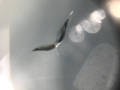 プロボックス　フロントガラス　飛び石　修理　ウインドリペア