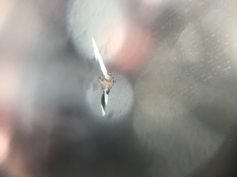 ベンツ フロントガラス 飛び石 修理 ウインドリペア