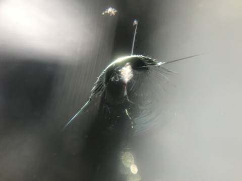 bB フロントガラス　飛び石　修理　ウインドリペア