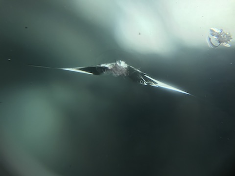 ベンツ　フロントガラス　飛び石　修理　ウインドリペア