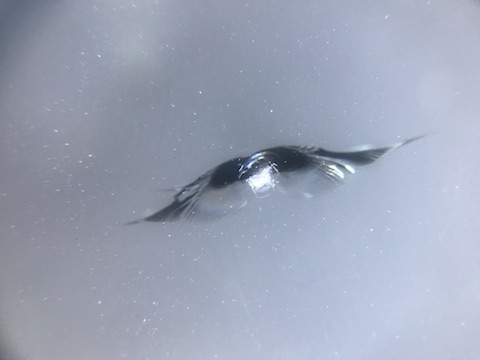 スペイド　フロントガラス　飛び石　修理　ウインドリペア