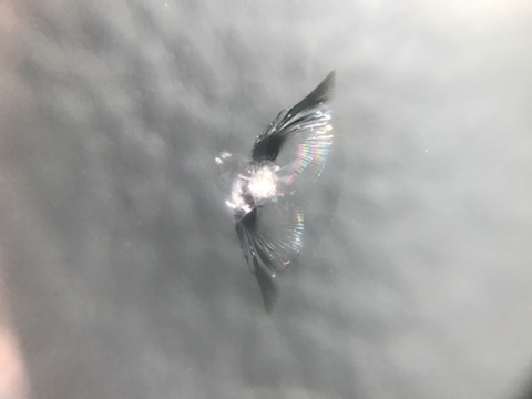 フォルクスワーゲン　シロッコ　フロントガラス　飛び石　修理　ウインドリペア