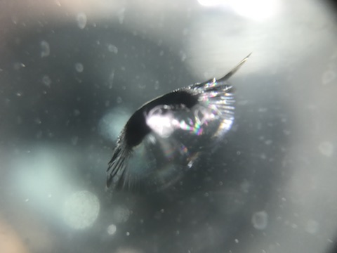 クラウン　フロントガラス　飛び石　修理　ウインドリペア