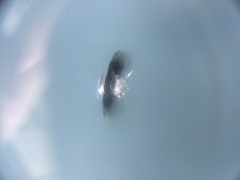 フロントガラス　飛び石　ウインドリペア