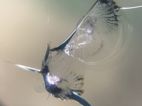 フロントガラス　飛び石　ウインドリペア