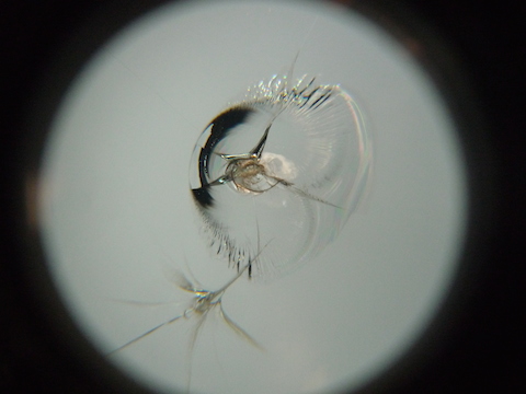 フロントガラス　飛び石　ウインドリペア