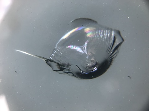 プリウスα　フロントガラス　飛び石　修理　ウインドリペア