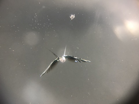 フロントガラスの飛び石被害、ガラス交換よりウインドリペア！