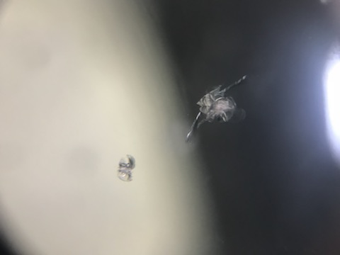 フロントガラスの傷、交換しないで15,000円で直します！